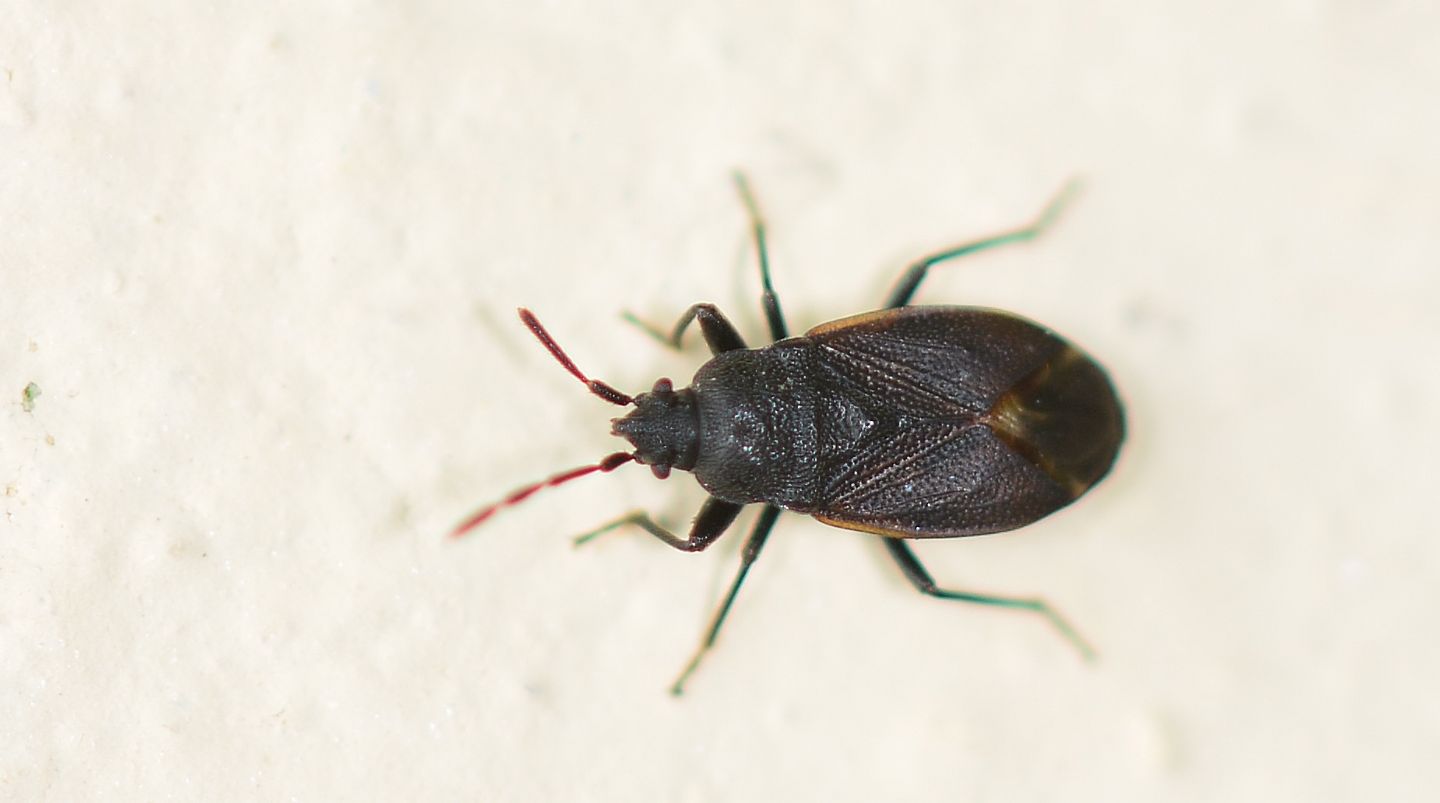 Lygaeidae: Drymus cfr. ryeii